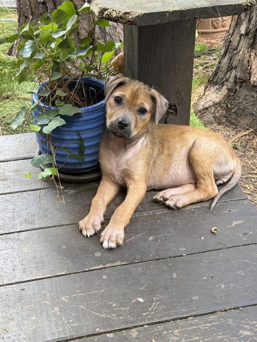 OPHELIA - German Shepherd Dog available for adoption