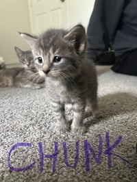 Hendrix - Photo 1