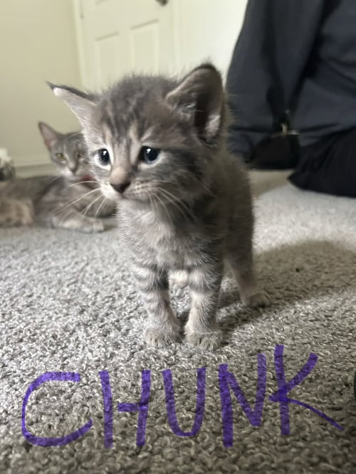 HENDRIX - Domestic Short Hair available for adoption