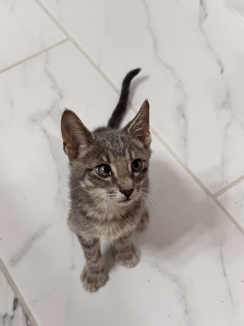 LARRY - Domestic Short Hair for adoption in The Woodlands