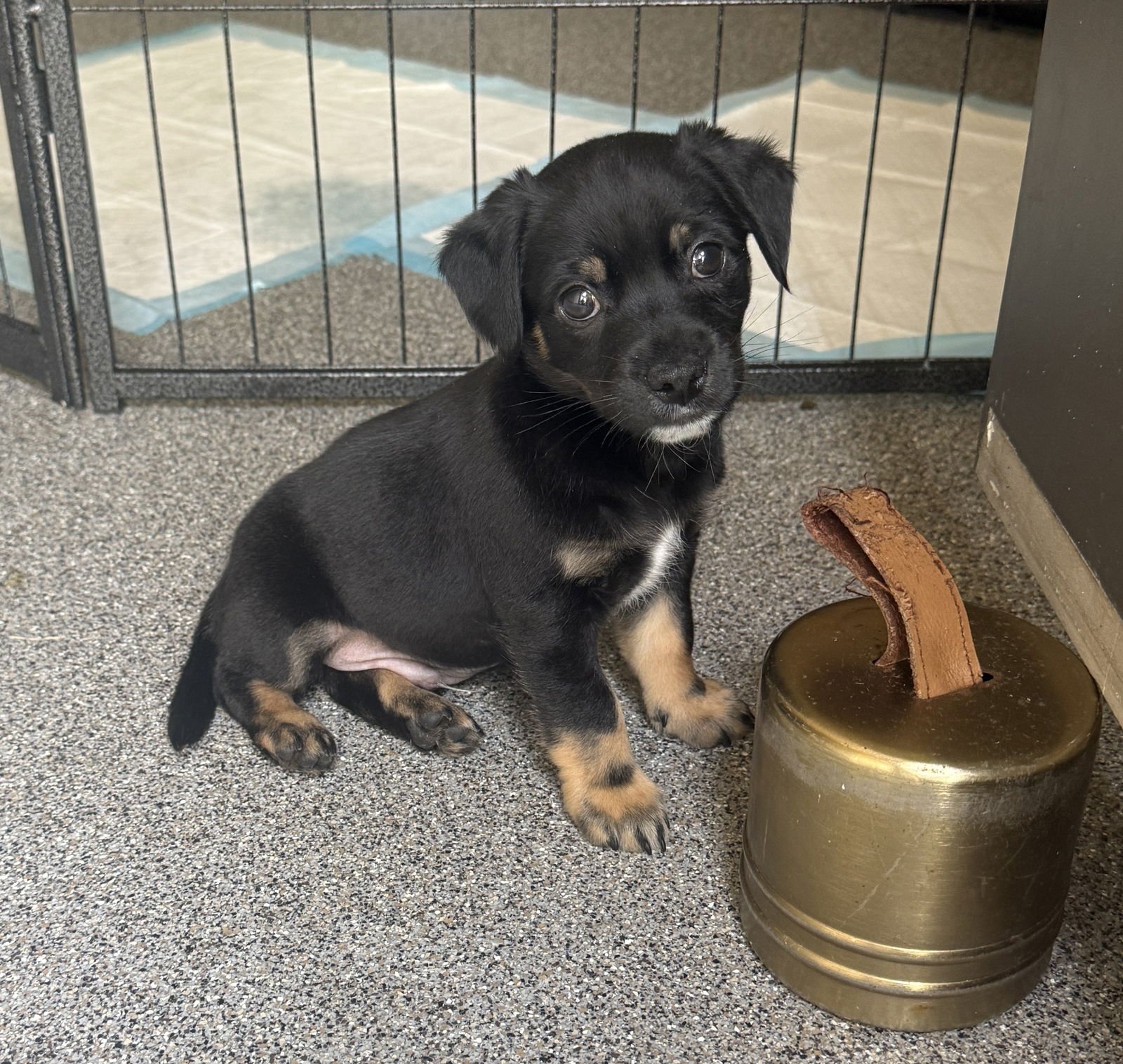 BALDWIN - Chihuahua available for adoption