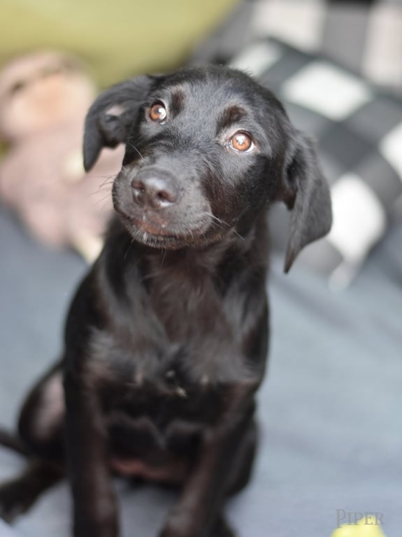 Piper Image