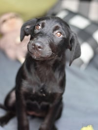 Piper - Photo 1