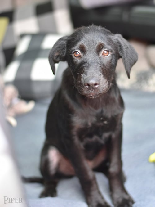 PIPER - Labrador Retriever available for adoption
