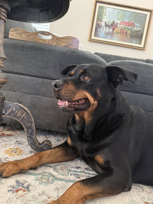 DIESEL - Rottweiler available for adoption