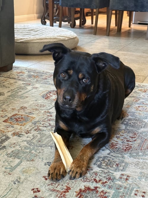 DIESEL - Rottweiler available for adoption