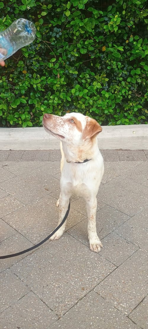 SPARKLES - Labrador Retriever available for adoption