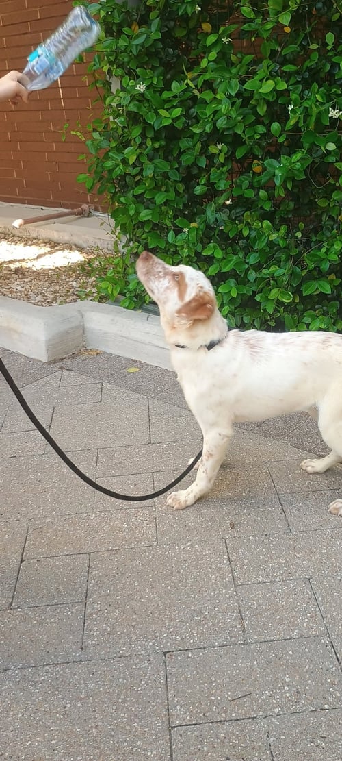 SPARKLES - Labrador Retriever available for adoption