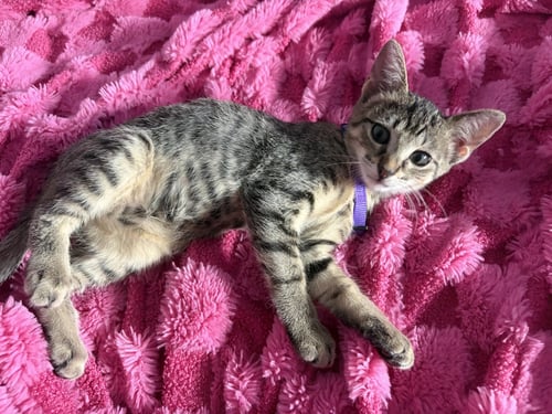 CLAY - Domestic Short Hair available for adoption