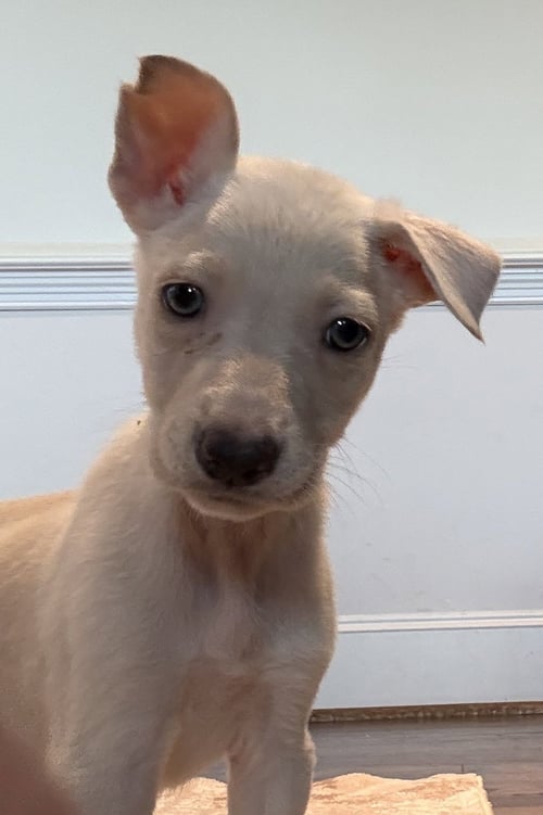 WINDY - Fox Terrier available for adoption