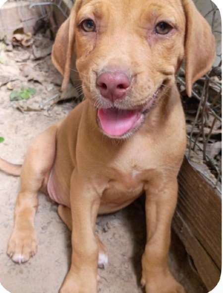 BRUTUS - Labrador Retriever available for adoption