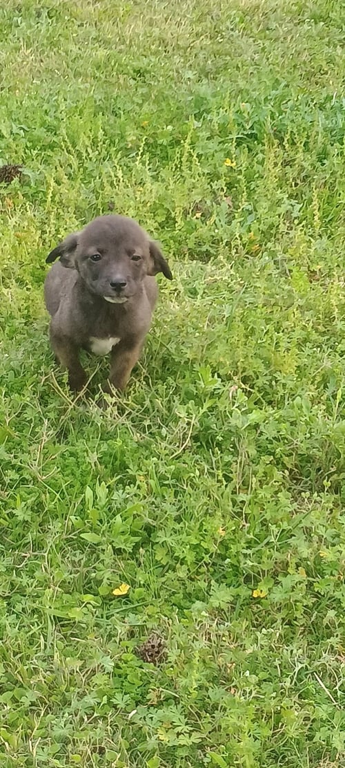 BAM BAM - Chihuahua / Terrier available for adoption