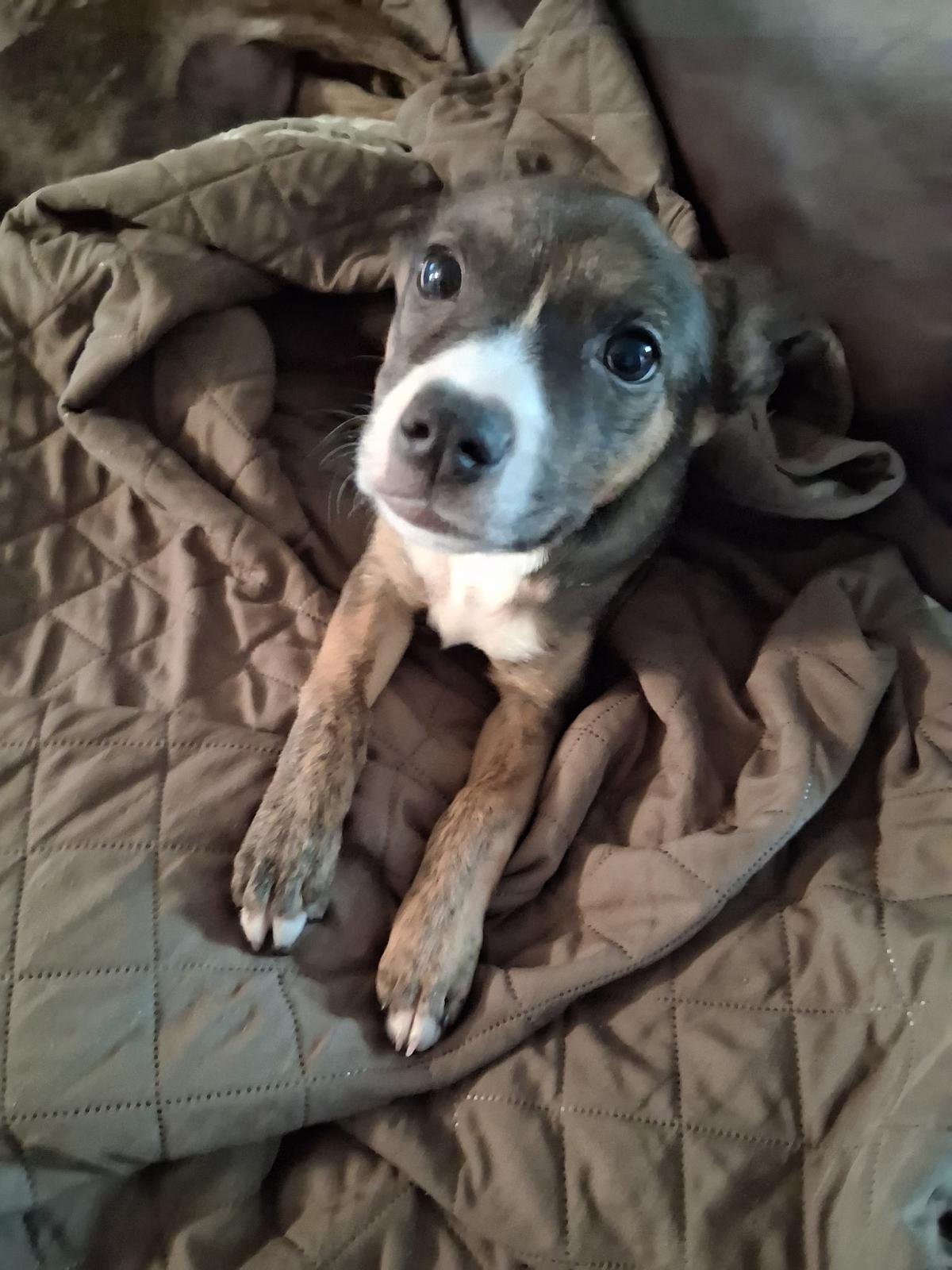 ZOE - Labrador Retriever / Terrier available for adoption