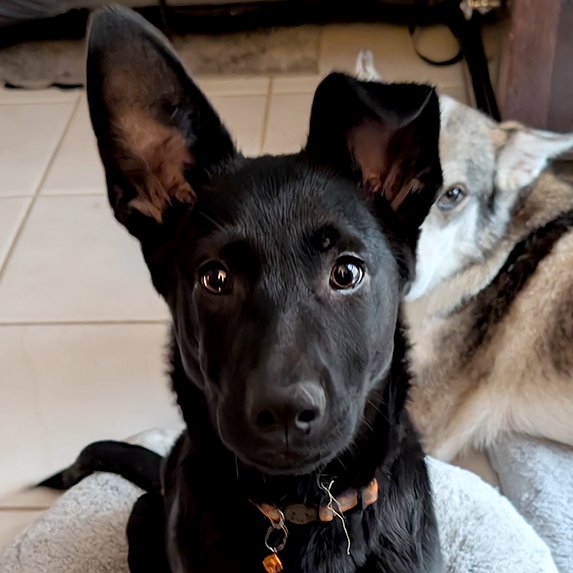 BRUCE - German Shepherd Dog / Labrador Retriever available for adoption