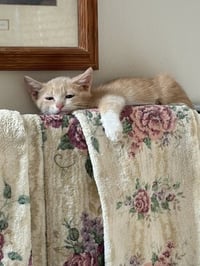 Pooky - Photo 1
