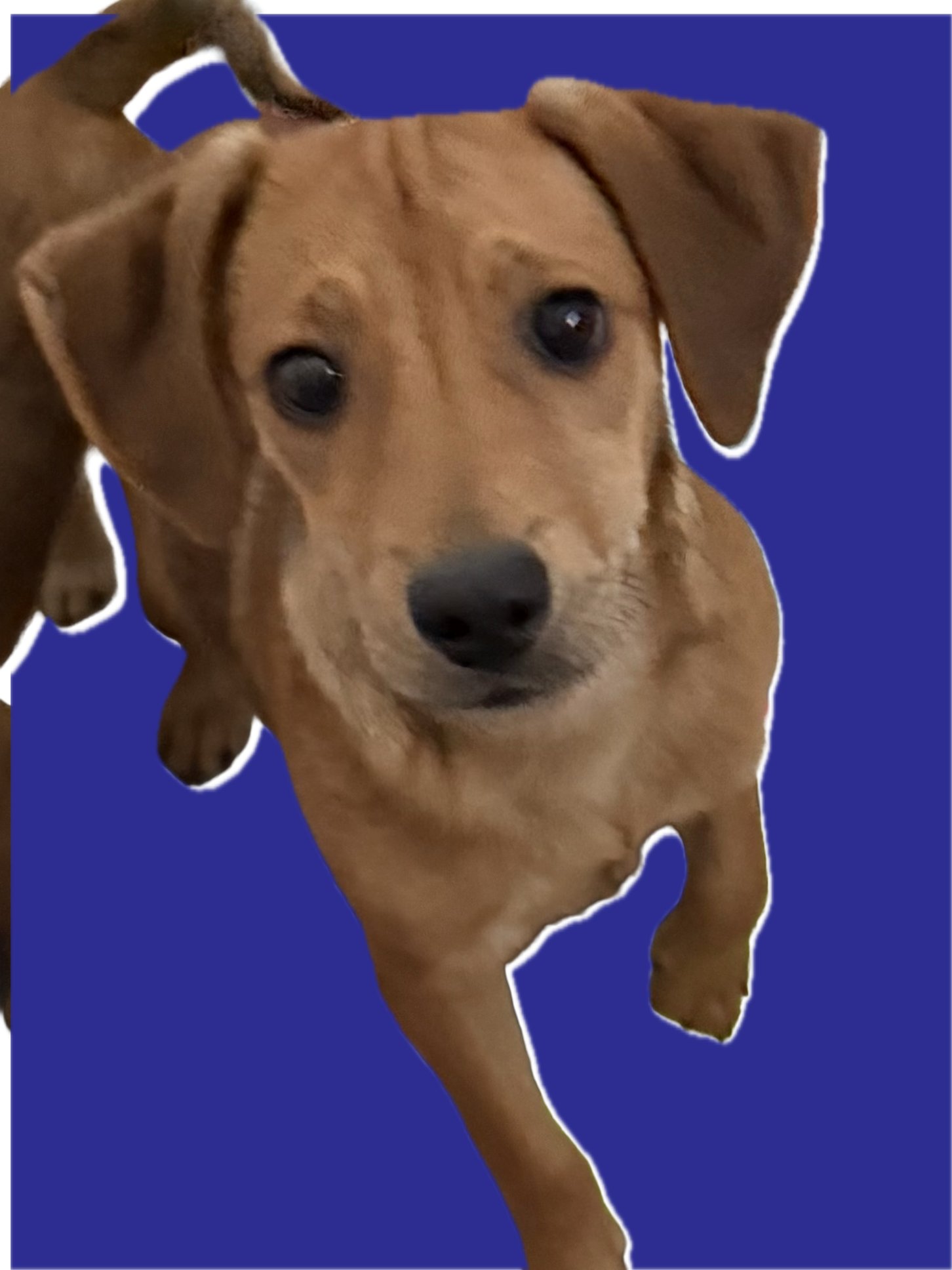 ASTER - Labrador Retriever / Dachshund available for adoption