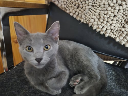 RYDER - Domestic Short Hair available for adoption