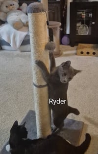 Ryder - Photo 3