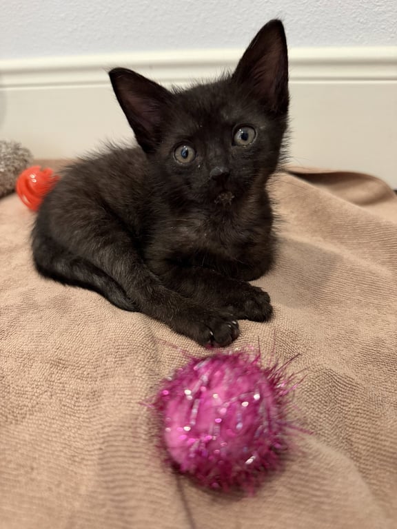 Olivia Image