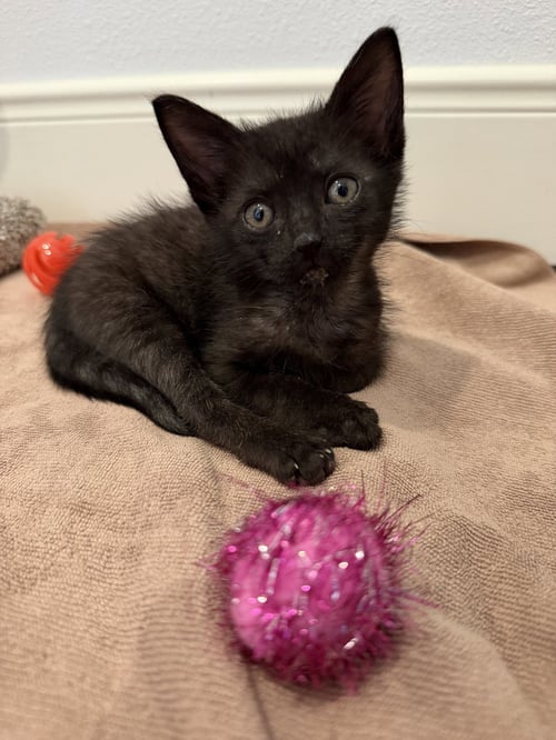 OLIVIA - Domestic Short Hair for adoption in The Woodlands
