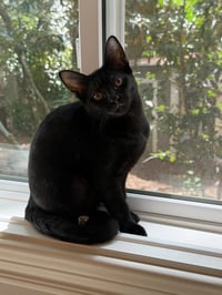 Olivia - Photo 2