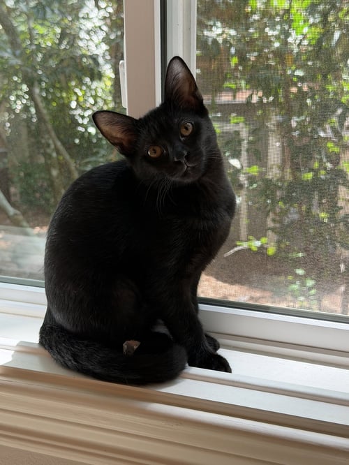 OLIVIA - Domestic Short Hair available for adoption