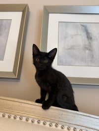 Olivia - Photo 9