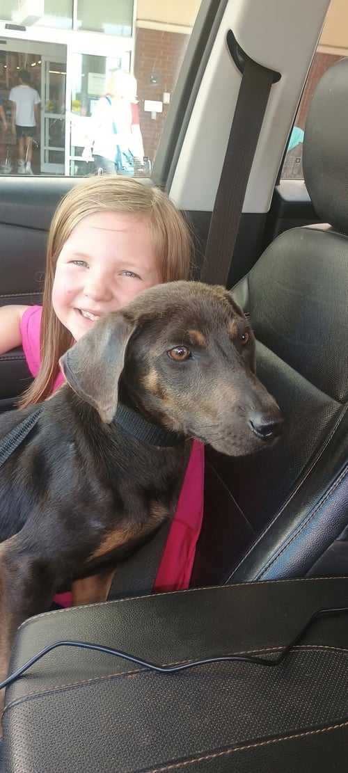 FRED - Dachshund available for adoption