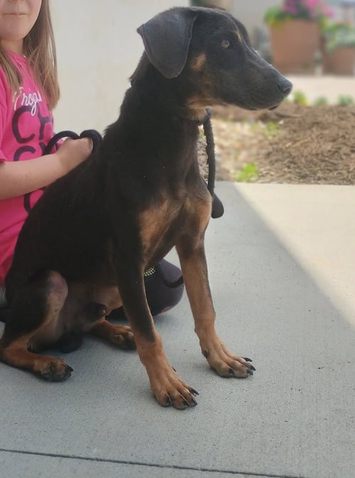 FRED - Dachshund available for adoption