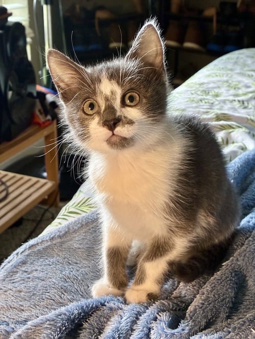 FINLEY - Domestic Short Hair available for adoption
