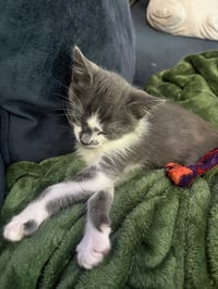 Finley - Photo 2