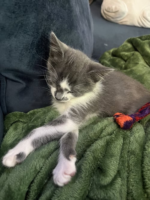 FINLEY - Domestic Short Hair available for adoption