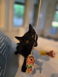 Sammie - Photo 2