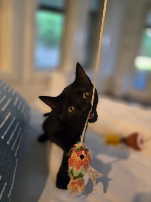 SAMMIE - Domestic Short Hair available for adoption