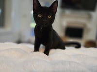 Sammie - Photo 1
