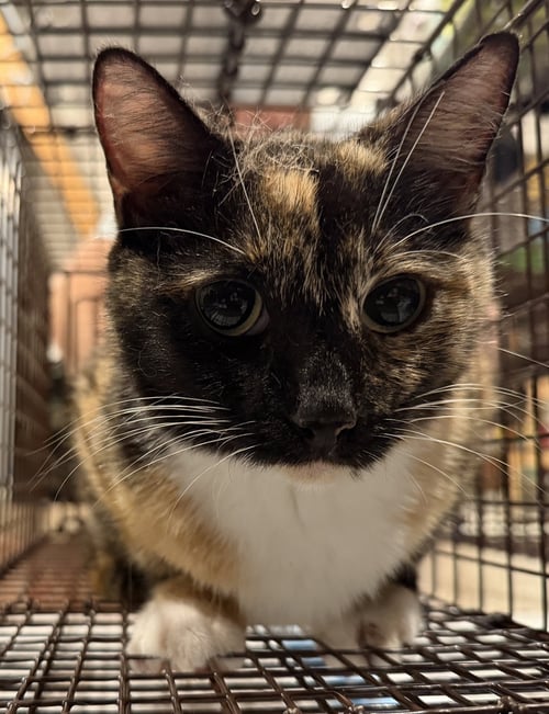 WILMA - Domestic Short Hair available for adoption