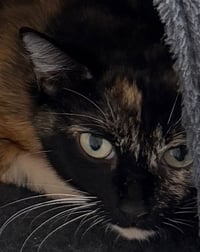 Wilma - Photo 6