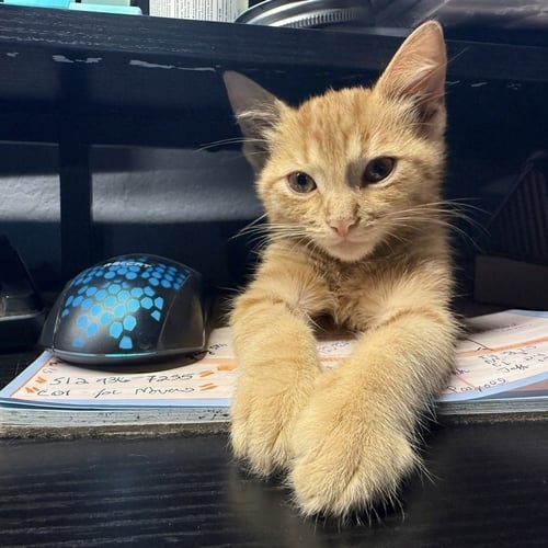 JANDRO - Domestic Short Hair available for adoption