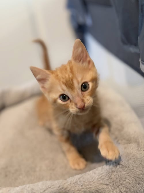 JANDRO - Domestic Short Hair available for adoption
