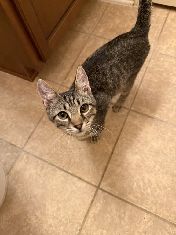 Wally Image