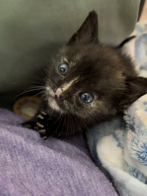 ALE - Domestic Short Hair available for adoption