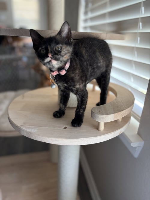 ALE - Domestic Short Hair available for adoption