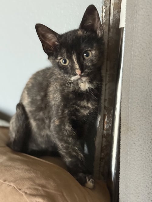 ALE - Domestic Short Hair available for adoption