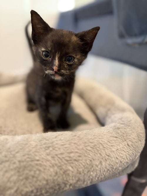 ALE - Domestic Short Hair available for adoption