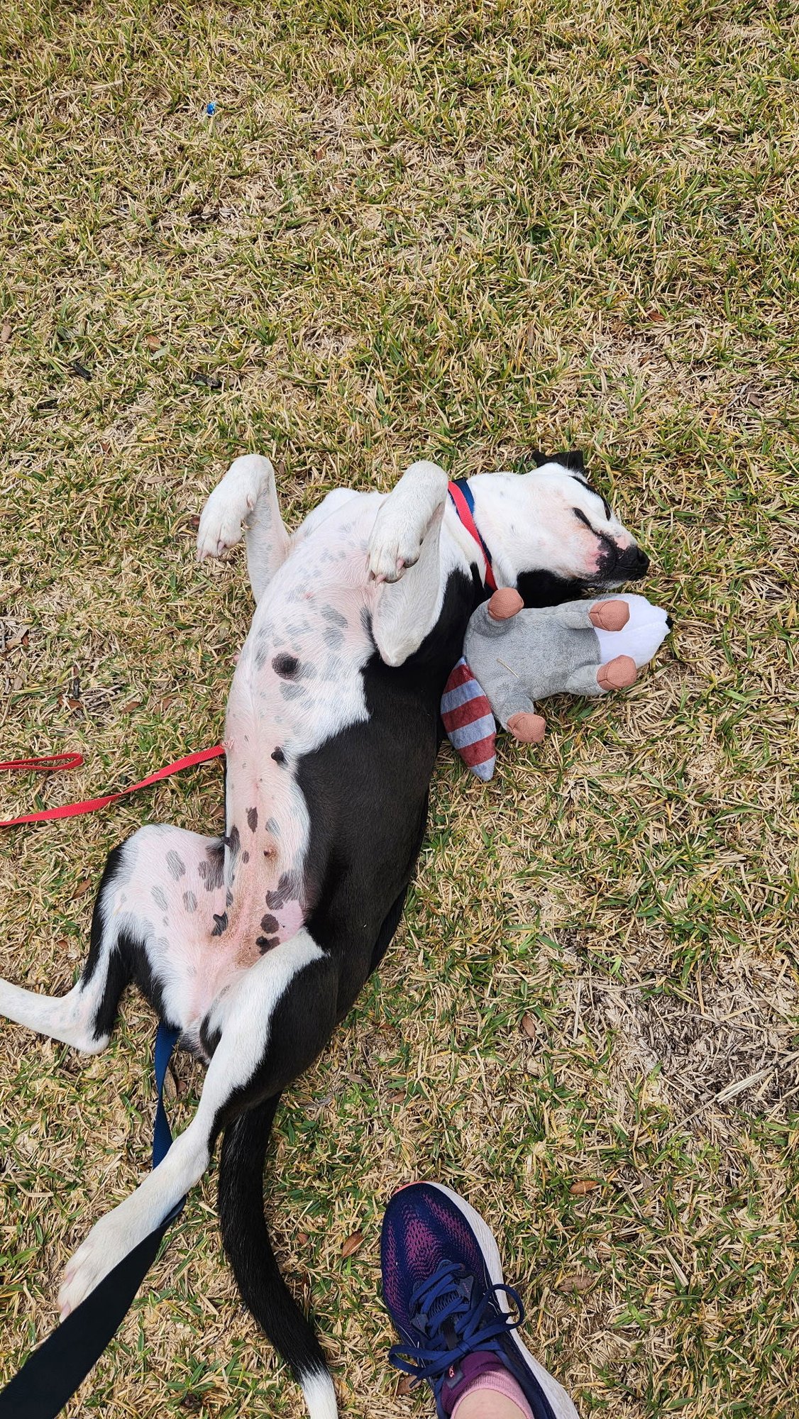 CHLOE - Labrador Retriever available for adoption