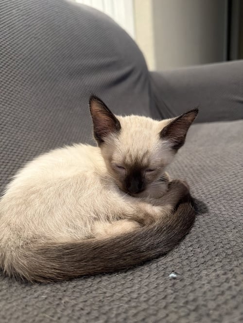 ADDIE - Domestic Short Hair available for adoption