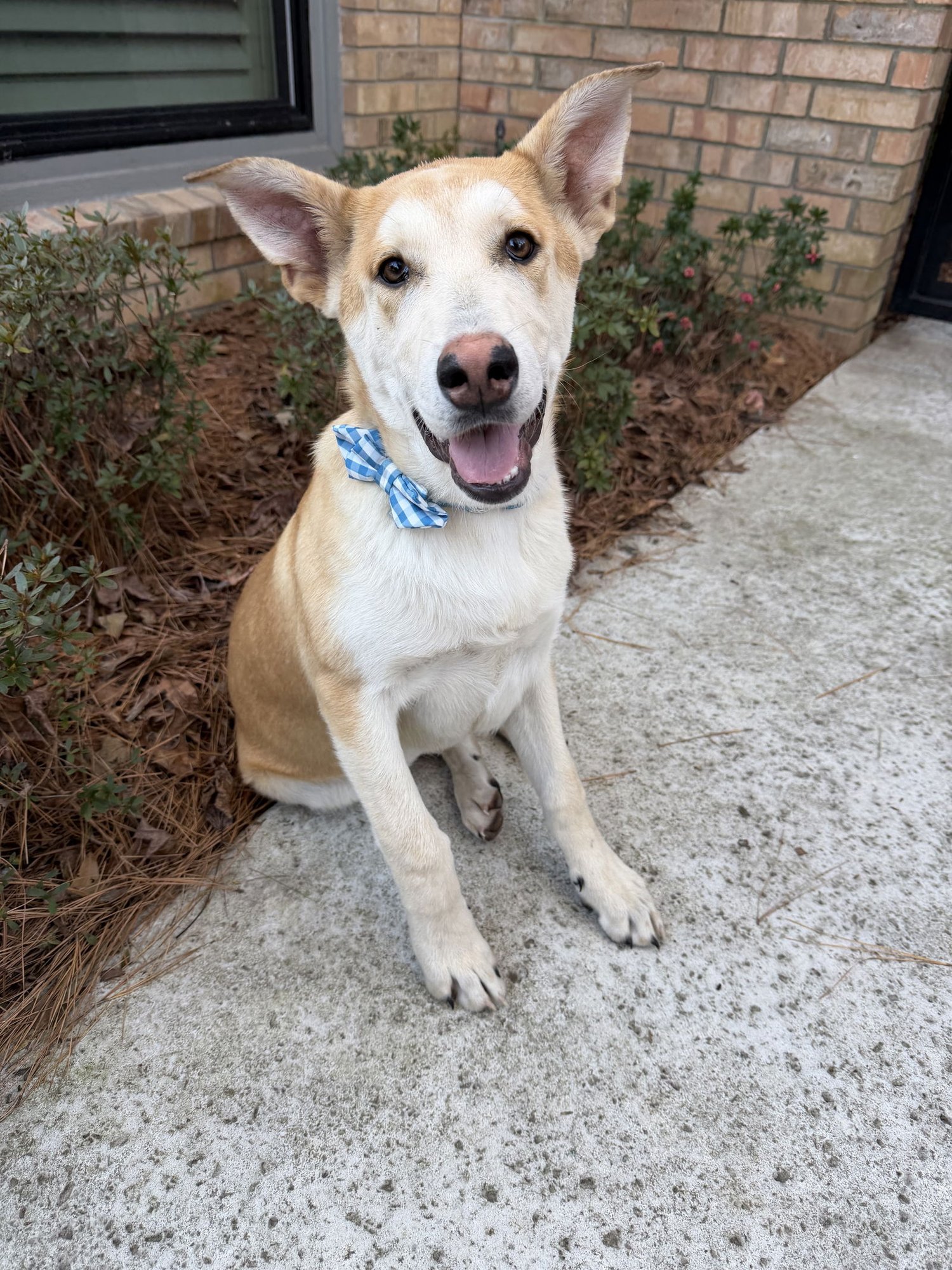 BISCUIT - Unknown available for adoption