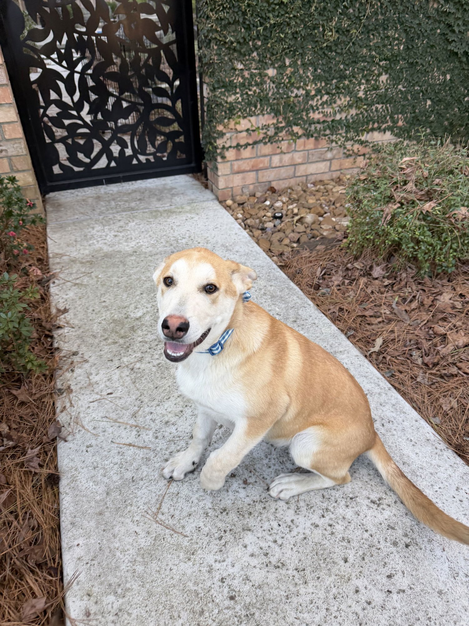 BISCUIT - Unknown available for adoption