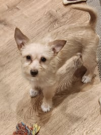 Cookie - Photo 1