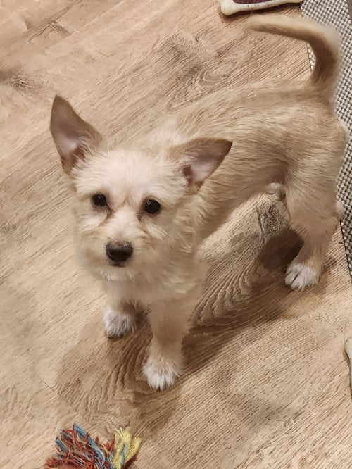 COOKIE - Terrier available for adoption